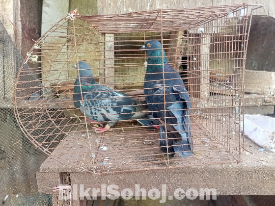 Pigeon for sell